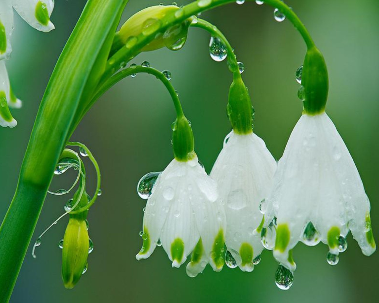 wet flowers